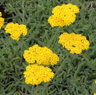 Тысячелистник обыкновенный (Achillea millefolium `Terracotta`)