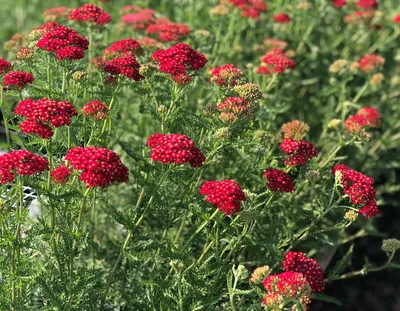 Тысячелистник 'Red Velvet' (Achillea 'Red Velvet')