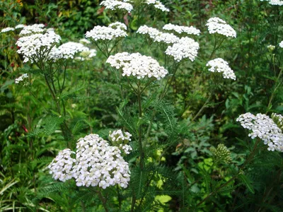 Тысячелистник птармика The Pearl Achillea ptarmica The Pearl - купить сорт  в питомнике, саженцы в Санкт-Петербурге