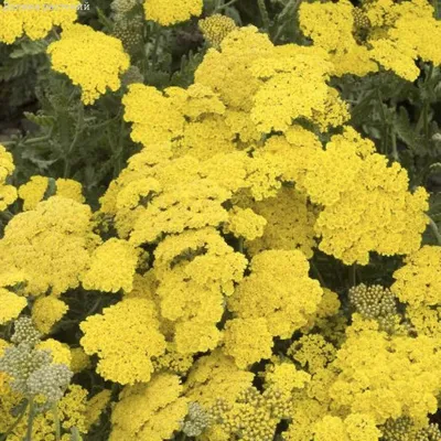 Тысячелистник обыкновенный (Achillea millefolium `Terracotta`)