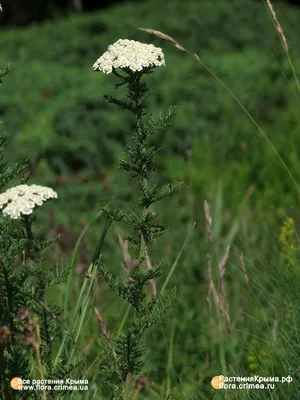 Тысячелистник обыкновенный (Achillea millefolium) Colorado mix • ЦВЕТЫ и  КУСТЫ