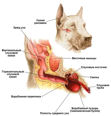 Наружный отит | Ветеринарная клиника доктора Шубина