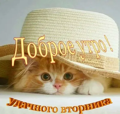 Доброе утро!!! Яркого и счастливого вторника 🌞#доброеутро #удачноговт... |  TikTok