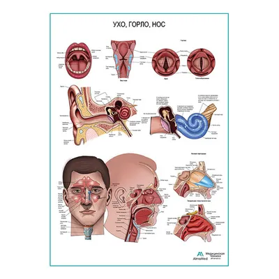 Анатомия уха: аннотированные иллюстрации | e-Anatomy