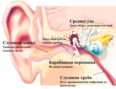 Мужское ухо стоковое изображение. изображение насчитывающей вниманиях -  34367813