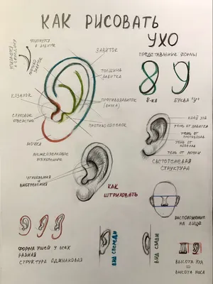 Ухо человека рисунок - 74 фото