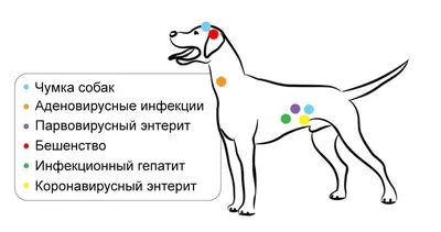 Как сделать укол собаке внутримышечно? - YouTube