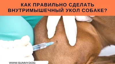 Прививка от пироплазмоза для собак: эффективные вакцины и правила  вакцинации – Статьи