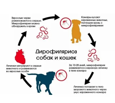 Зоокурьер - Дирофиляриоз – заболевание, вызываемое гельминтами,  передающееся через укус комара. Основные правила профилактики  дирофиляриоза: 🐾 Все собаки 1 раз в год должны проходить обследование на  дирофиляриоз. 🐾 Первую профилактическую обработку ...