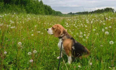 Купить Топ Дог Top Dog, антигельминтик для собак (250 мг. и 1000 мг. - 4  табл., 3000 мг. - 2 табл.) в интернет-магазине Zoomarket