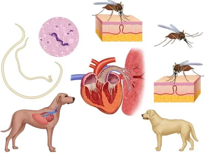 Симптомы, лечение и профилактика дирофиляроза у собак