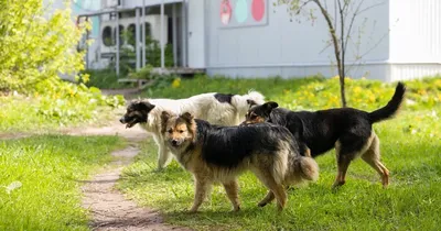 В Астрахани стая собак напала на девушку