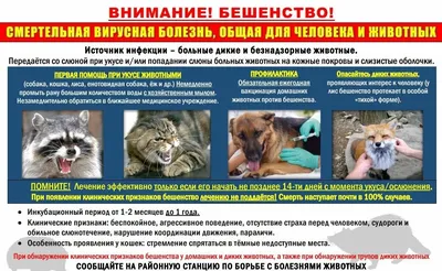 Признаки и способы лечения подкожного клеща у собак | Zoohub