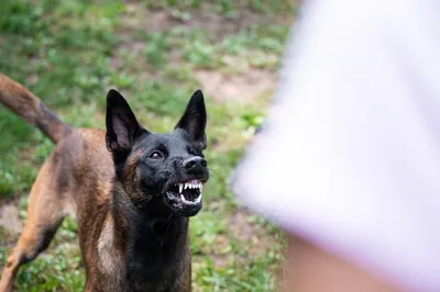 Экспресс-тест Quicking Biotech Co, Ltd Бешенство Ag Test (Rabies Ag) -  «Ребёнка укусила собака, что делать? Экспресс-тест на бешенство Rabies Ag.  Какая практика действий с укусом в больнице? Как проверить животное в