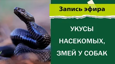 Будьте осторожны – проснулись змеи! Как оказать первую помощь себе и  домашнему питомцу?