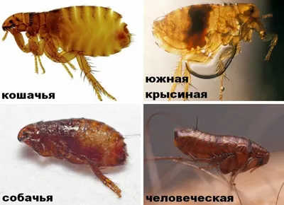 Передаются ли собачьи блохи человеку и чем они опасны