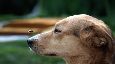 Эффективное лечение вшей у кошек и собак