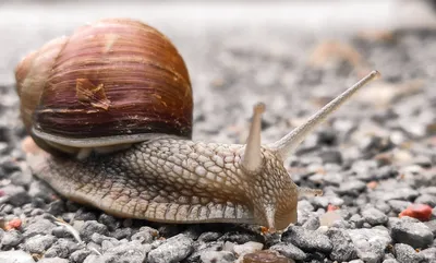 Улитка Броция Геркулес (Brotia Herculea, Hercules Snail) купить недорого в  Москве | Амигофиш