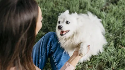 Улыбка Собаки И Цветы — стоковые фотографии и другие картинки Белый -  Белый, Веселье, Весёлый - iStock