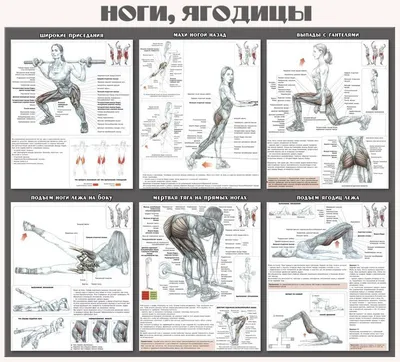 Упражнения для ягодиц I 5 комплексов упражнений в рисунках с пояснениями
