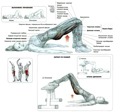 Упражнения для ягодиц I 5 комплексов упражнений в рисунках с пояснениями