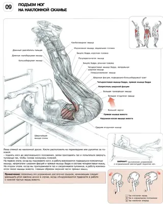 Гимнастическая палка для осанки: 10 упражнений на спину, ноги и пресс |  Инфографика | Аргументы и Факты