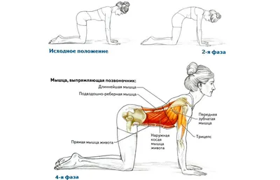 14 Эффективных Упражнений для Спины Дома, на Улице и в Зале | Lifestyle |  Дзен