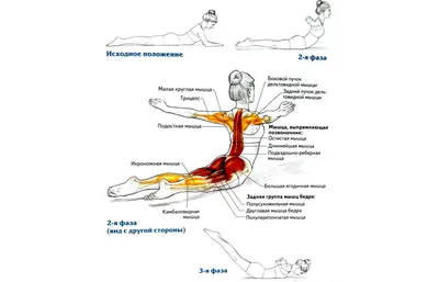 10 упражнений для спины, эффективность которых подтверждена учёными -  Лайфхакер