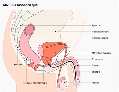 Упражнения Кегеля для мужчин при недержании мочи | Как выполнять, техника