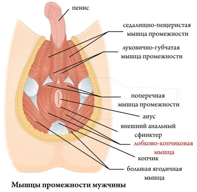 УРОЛОГ / АНДРОЛОГ / БИШКЕК on Instagram: \"Зачем мужчинам упражнения Кегеля?  В целом затем же, зачем и женщинам Мышцы тазового дна у обоих полов  выполняют одинаковые функции: 1. Удерживают на месте органы