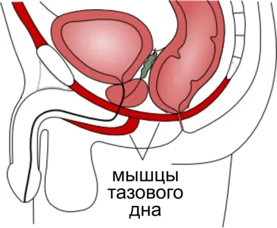 Упражнения Кегеля для Мужчин (упражнения для Мышц Таза)