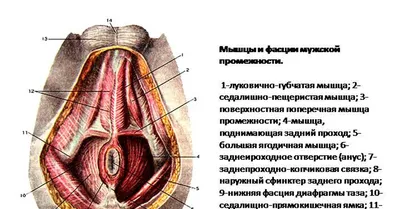 Упражнения Кегеля для женщин и мужчин (укрепление мышц тазового дна) » Eva  Blog