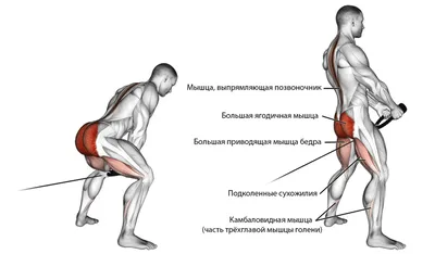 Мышцы Пресса — стоковые фотографии и другие картинки Брюшной пресс -  Брюшной пресс, Физические упражнения, Женщины - iStock