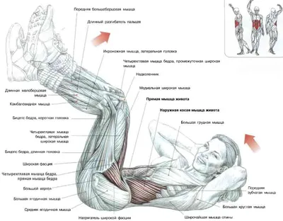 Упражнения с гантелями на пресс. Использованы фотографии из книги Ф.  Делавье \"Анатомия силовых упражнений\".