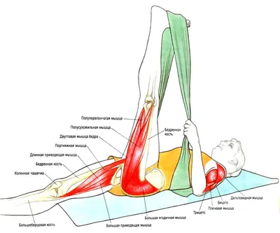 Анатомия стретчинга в картинках: упражнения для всего тела - Лайфхакер