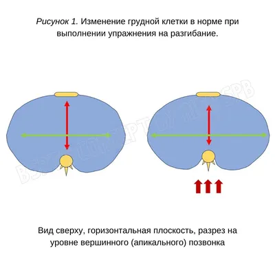 Упражнения для спины: самый полный список