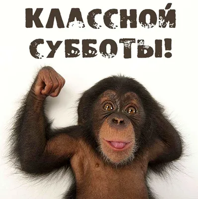 Ура! Суббота! Выходные! С праздником…» — создано в Шедевруме