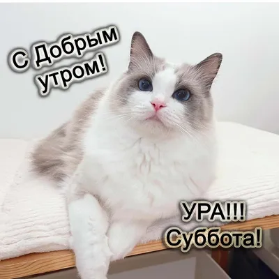 Открытки суббота суббота ура выходные хороших выходных с днем...