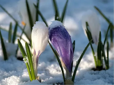 Анна Маслова - Ура,ура Весна идет💖💖💖💖 Пора просыпаться,... | Facebook