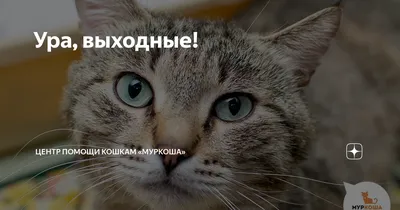 Выходные подходят к концу! 😭 Готовы к трудовым будням? Уже рветесь на  работу? 😀 Отличная новость — всего три.. | ВКонтакте