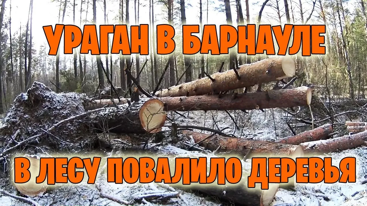 В Барнауле расчищают кладбища после урагана 19 ноября 2023 | ОБЩЕСТВО | АиФ Барнаул В Барнауле расчищают кладбища после урагана 19 ноября 2023 | ОБЩЕСТВО | АиФ Барнаул