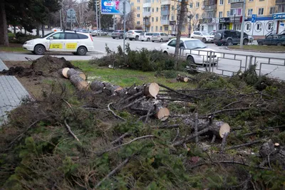Фотофакты. Ураган в Барнауле: перевернутые остановки, упавшие деревья и  \"ария-ра\"