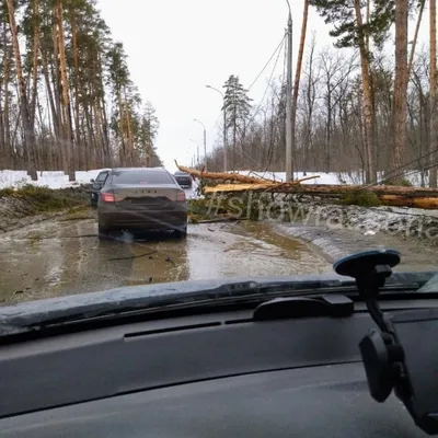 Шквалистый ветер вмиг повалил сосну в зеленой зоне Тольятти | SHOWRASSOHA  POSITIVE ПОЗИТИВ ЭСКЛЮЗИВ | Дзен