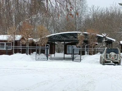 В Тольятти из-за урагана дерево раздавило домик с людьми на турбазе - KP.RU