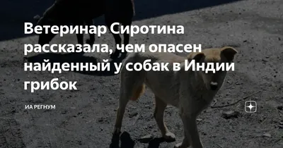 Отзывы посетителей Ветеринарной клиники Биовет на Новогиреевской улице