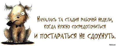 Женщина средних лет идет домой после работы. Уставшая... | Смешные цитаты о  животных, Смешные высказывания, Веселые высказывания