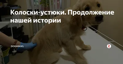 Осторожно колоски! 🐕 Чем опасен устюг остюг для собаки и щенка 🐩 Как  сохранить здоровье любимца 🐾 - YouTube