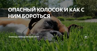 Звірополіс - Устюг у собаки Об этой проблеме знают... | Facebook