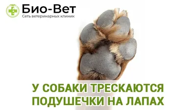 остюки - Ветеринария - Страница 4 (id темы 29262) - PesIQ