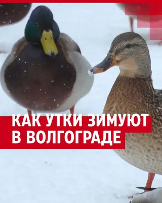 Картинки утка птица животное